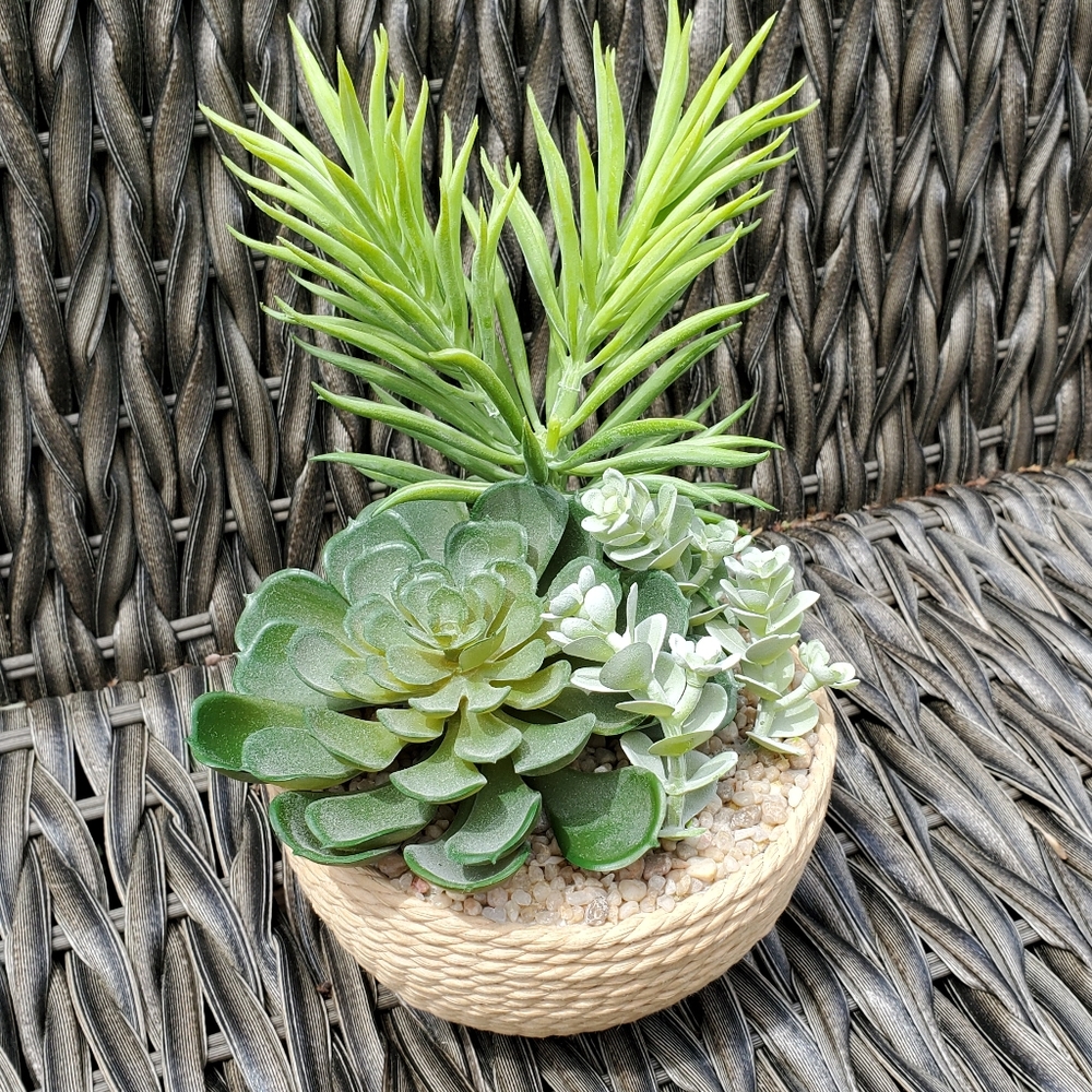 Gorgous Fake Cactus Plant🌵